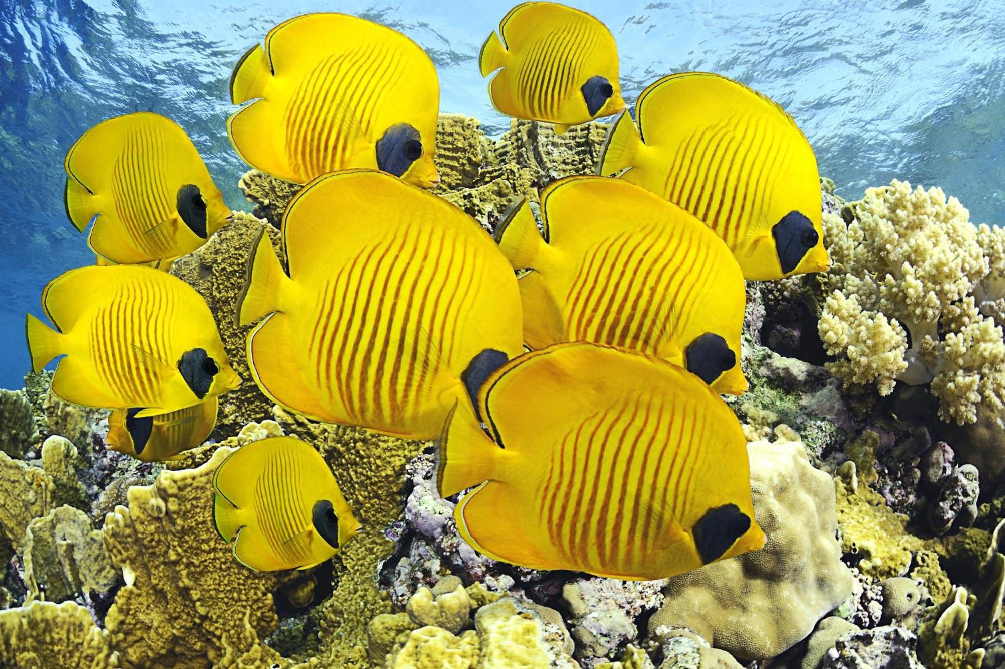 Hotel Roxon Red Sea Eilat - Adults Only Zewnętrze zdjęcie